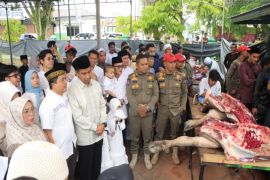 Bupati dan Wakil Bupati Kampar saksikan penyembelihan hewan kurban