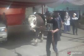 Kabupaten Bekasi terima tiga sapi kurban dari Presiden Prabowo Subianto