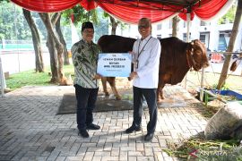 Wapres Gibran menyalurkan sapi limousin seberat 1,1 ton