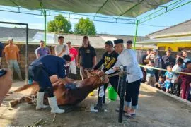 Polda Bangka Belitung potong 55 hewan kurban
