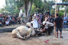 Dokter hewan periksa kesehatan daging sapi kurban Presiden di Belitung