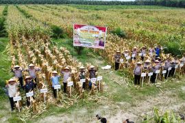 Prabowo panen jagung di Bengkayang, Kapolres panen di Serdang Bedagai