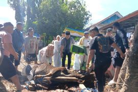 Polres Baubau sembelih 17 ekor sapi kurban usai sholat Idul Adha