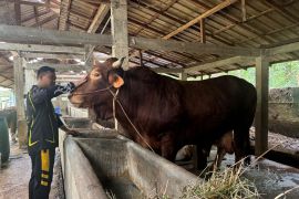 Presiden Prabowo sumbang Si Janoko bagi warga Kalsel saat Idul Adha