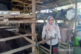 Pemerintah catat hewan kurban di Kota Bengkulu capai 2.295 ekor