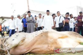 Sapi kurban pemberian Prabowo dipotong di Masjid Raya Brandan Langkat