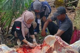 Distan Mukomuko periksa daging hewan kurban