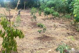 Dispertan Garut meminta petani untuk tanam palawija saat kemarau