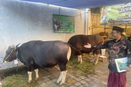 Sapi kurban bantuan Presiden dibagi ke lintas agama di Sanur Kauh