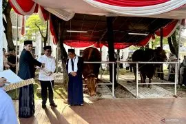 Menko PMK wakili Prabowo dan Gibran serahkan sapi kurban ke Istiqlal