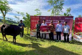 Telkomsel salurkan hewan kurban ke 600 titik prioritas di Indonesia