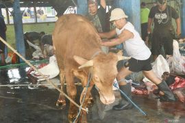 Penyembelihan hewan kurban di RPH Kota Madiun