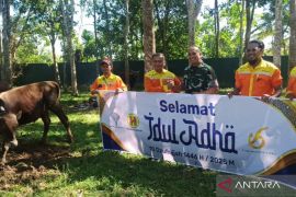 BRE salurkan 29 sapi kurban peternak lokal ke 11 Desa di Tapin