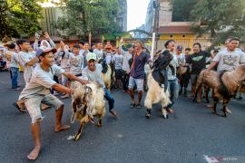 Tradisi pawai hewan kurban di Malang