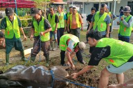 Menunaikan ibadah kurban melalui gotong royong dan kebersamaan