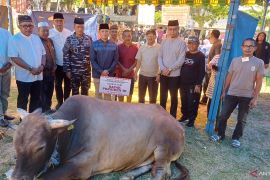 Pemkot Tanjungpinang serahkan sapi kurban Presiden ke Masjid Nurul Iman