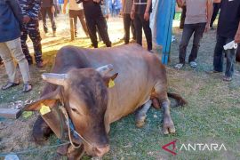 Pemprov Kepri berkurban 32 ekor sapi pada Idul Adha 1446 H