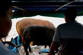 DKPP Natuna kawal pengiriman sapi kurban dari presiden hingga pulau penyangga