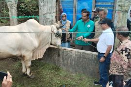 Pemkab Padang Pariaman pantau pelaksanaan pemotongan hewan kurban dari Presiden