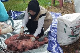 Pemprov Bengkulu pastikan sapi kurban Presiden Prabowo sehat