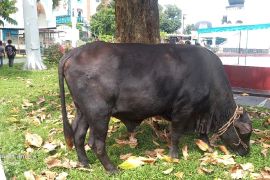 Masjid Raya Medan terima sapi  hewan kurban Presiden Prabowo Subianto