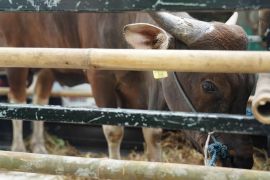 Hutama Karya salurkan 229 ekor  hewan kurban ke 15 provinsi