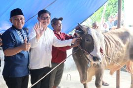 Bupati Belitung Timur serahkan sapi Presiden ke Masjid Assalam Desa Baru