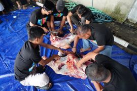Insan PLN UID Jateng DIY persembahkan puluhan kurban