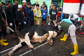 Pemkot Balikpapan awasi pemotongan sapi Presiden di Masjid Al Ula