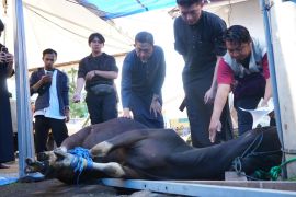 PLN Sulselrabar sembelih 80 ekor hewan kurban disalurkan untuk warga prasejahtera