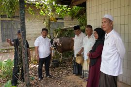 Pemkab HST bagikan tujuh sapi kurban untuk masyarakat