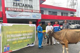 Pertamina Patra Niaga salurkan 136 hewan kurban di wilayah Papua Maluku