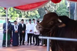 Presiden beli 985 sapi kurban, APPSI: Beri keuntungan bagi peternak