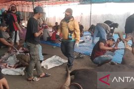 PHBI Jayawijaya distribusikan 733 kupon daging kurban presiden