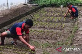 Rutan Kelas IIA Ambon berikan keterampilan pertanian pada warga binaan