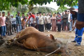 Wawako Maigus Nasir saksikan penyembelihan hewan kurban seberat 820 kg dari Presiden Prabowo Subianto