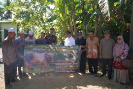 Bupati HST salurkan dua sapi seberat satu ton dari Presiden Prabowo