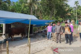 Presiden Prabowo salurkan satu ekor 1 Sapi kurban 800 Kg di Pasaman