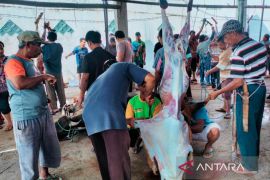 Kemenag: 1.746 ekor hewan kurban disembelih warga Rejang Lebong