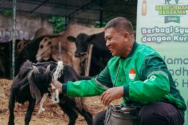 Ratusan kambing dibagikan kepada mitra pengemudi bentuk apresiasi Grab dalam semarak Iduladha