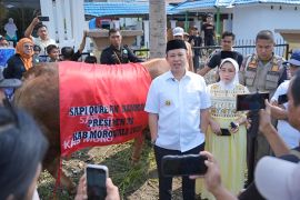 Morowali terima bantuan sapi kurban Presiden jenis Limosin