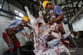 Pemotongan hewan kurban di RPH Palangka Raya