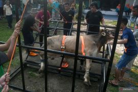 Warga Tanah Datar meninggal dunia ditendang sapi kurban