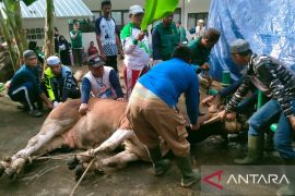 Panitia kurban Masjid Agung Sungailiat salurkan ribuan paket daging