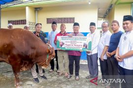 Sapi kurban bantuan Presiden di Bangka berbobot 918 kilogram