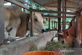 Masjid Raya Medan bagikan  723 kantong daging kurban pada masyarakat