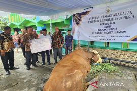 Pemprov Papua sebut 2.172  hewan kurban aman dikonsumsi