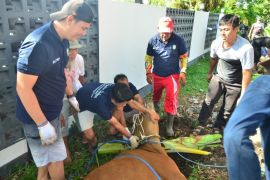 Semangat berbagi, Sekretariat DPRD Kotim berkurban empat sapi