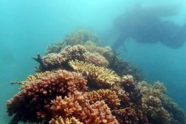 Ekosistem laut terjaga, PT Timah laksanakan penambangan berkelanjutan untuk kesejahteraan masyarakat