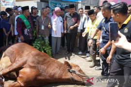 Ponpes Minangkabau Terima Bantuan Sapi Kurban Presiden